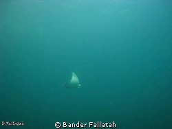 Ray in Arabian Gulf check out the divers 
canon 860 natu... by Bander Fallatah 